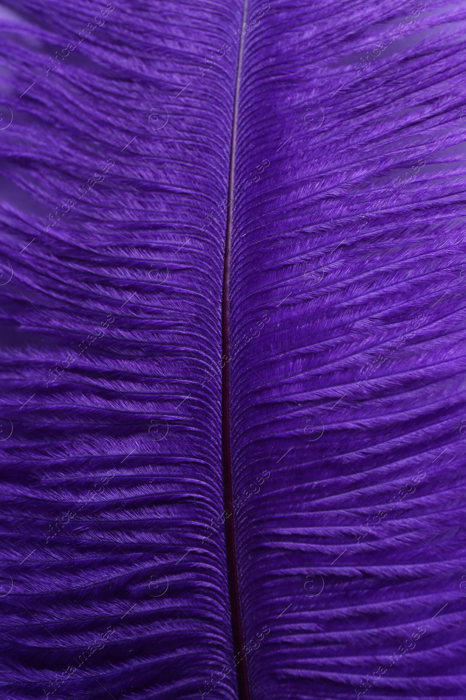 Photo of Closeup view of beautiful purple feather as background