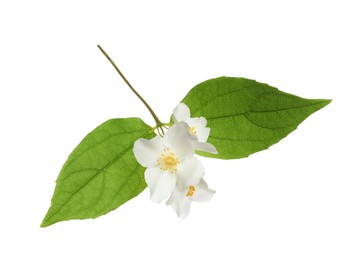Photo of Beautiful flowers of jasmine plant with leaves on white background