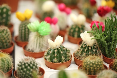 Pots with beautiful cacti, closeup. Tropical flowers