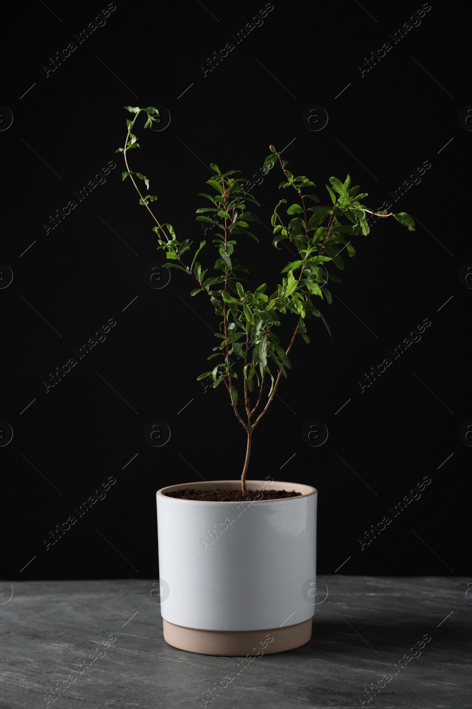 Photo of Pomegranate plant with green leaves in pot on grey table against black background