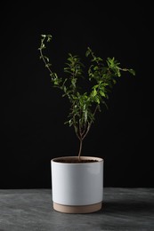 Photo of Pomegranate plant with green leaves in pot on grey table against black background