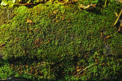 Photo of Stone wall overgrown with green moss, closeup