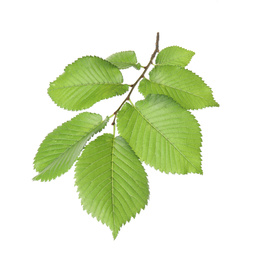 Photo of Branch of linden tree with young fresh green leaves isolated on white. Spring season