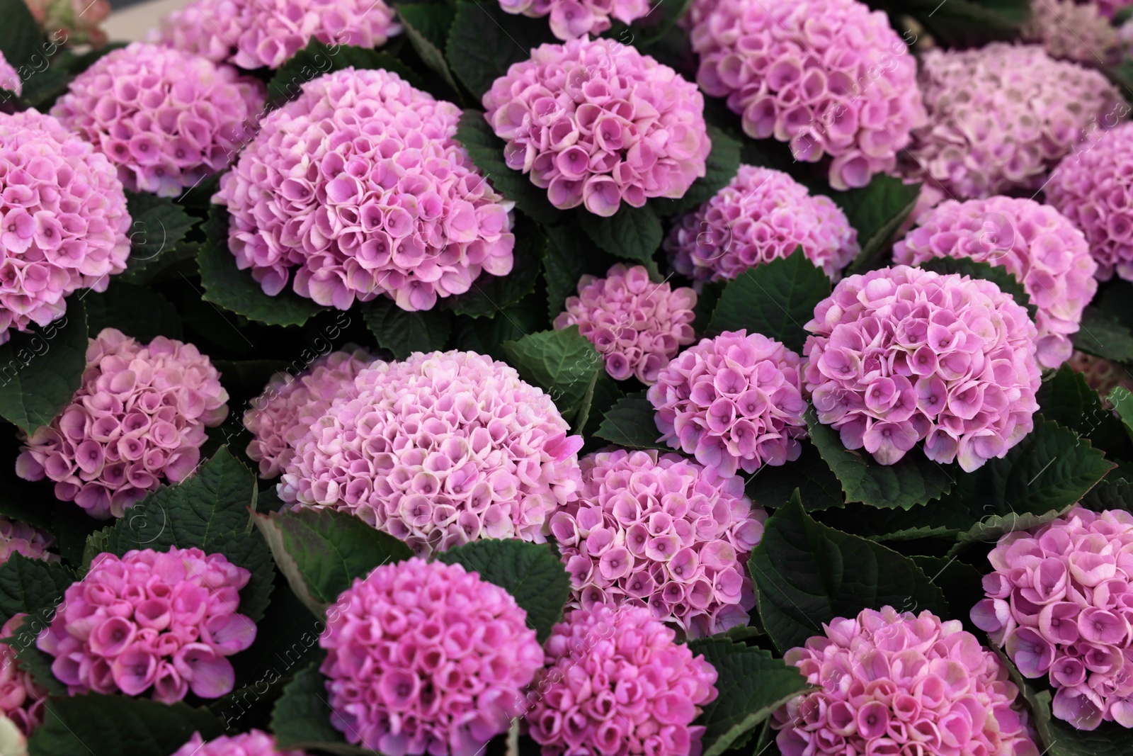 Photo of Beautiful hydrangea plant with pink flowers as background