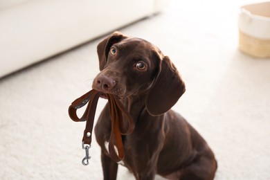 Image of Adorable brown German Shorthaired Pointer dog holding leash in mouth indoors
