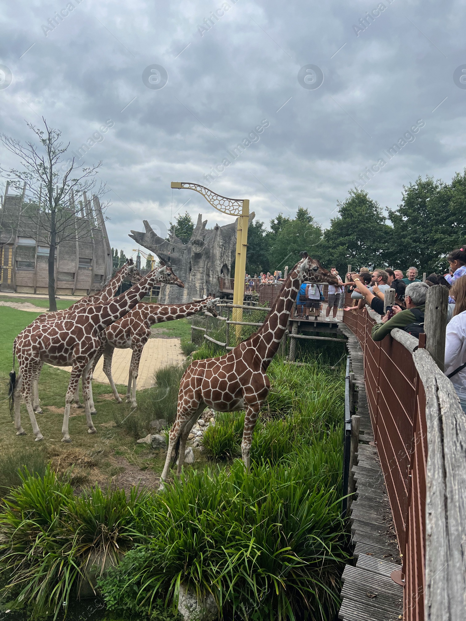 Photo of Rotterdam, Netherlands - August 27, 2022: Group of beautiful giraffes in zoo enclosure