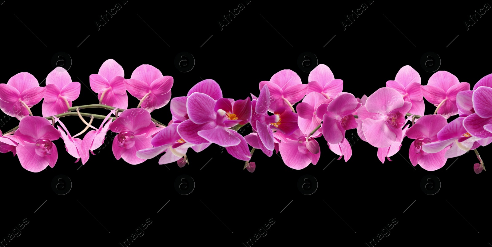 Image of Branch of beautiful orchid on black background. Banner design