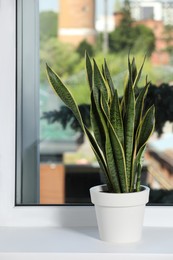 Beautiful potted houseplant on white window sill