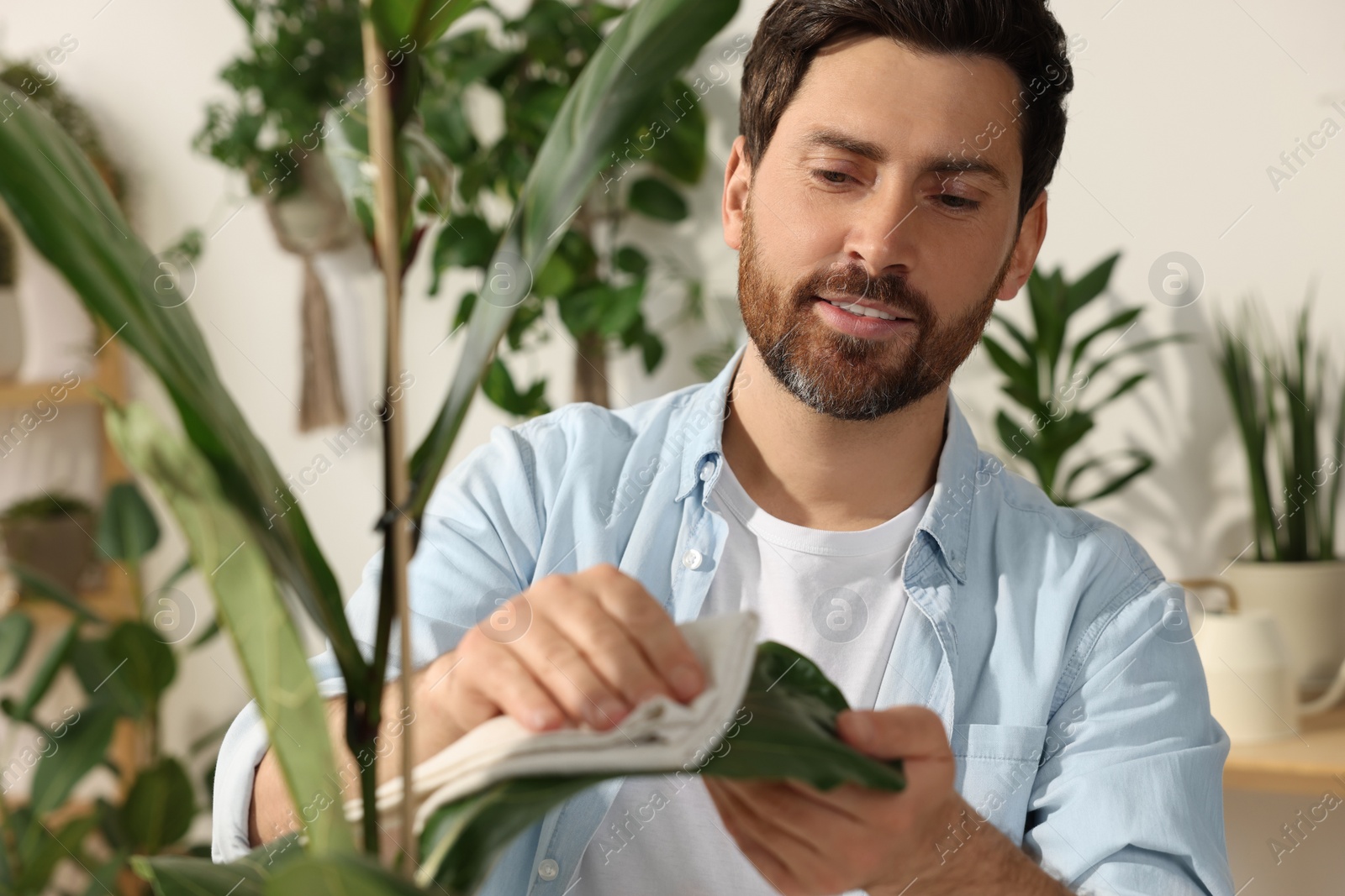 Photo of Man wiping leaves of beautiful potted houseplants with cloth indoors