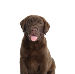 Photo of Cute chocolate Labrador Retriever puppy on white background