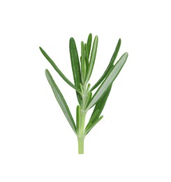 Photo of Sprig of fresh rosemary isolated on white