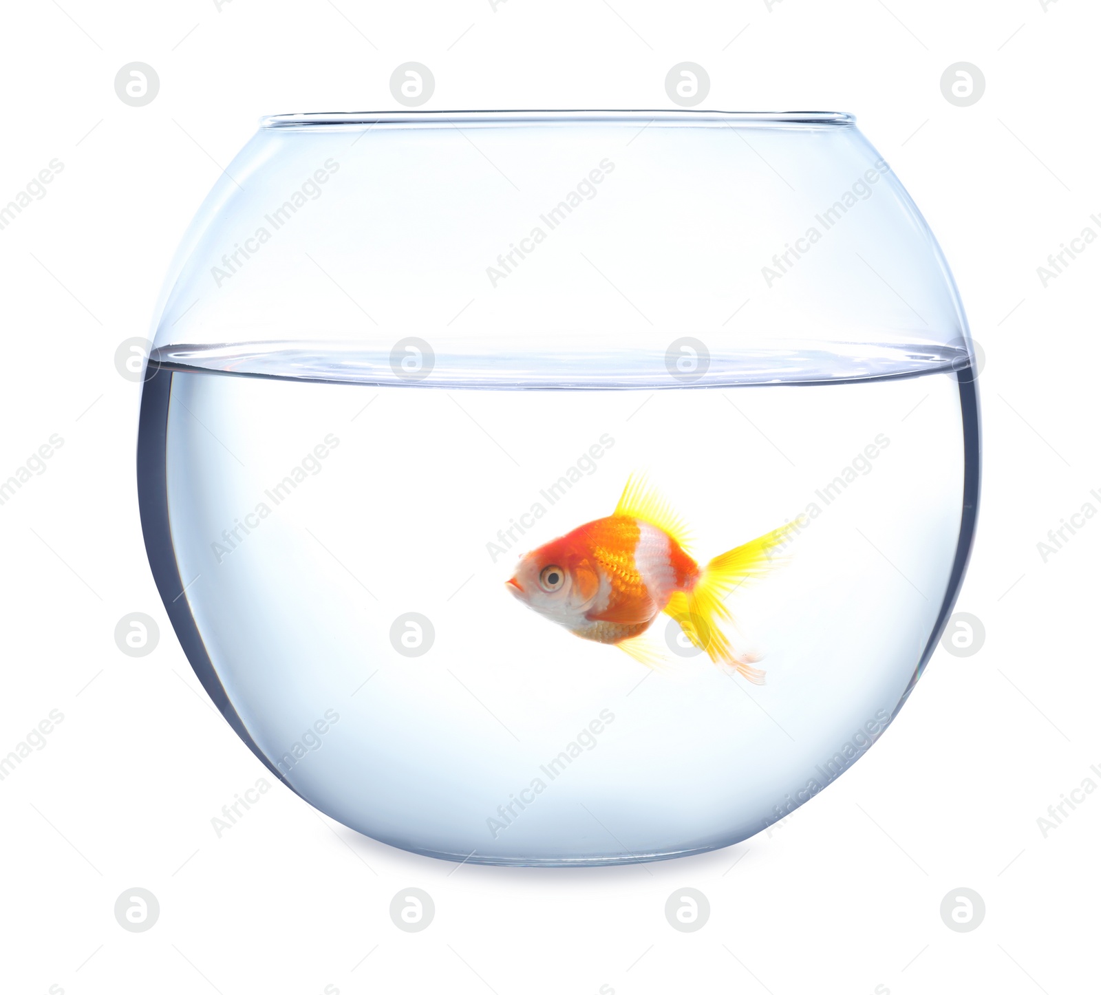 Photo of Beautiful bright small goldfish in round glass aquarium isolated on white