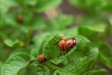 Photo of Larvae of colorado beetles on potato plant outdoors, closeup. Space for text
