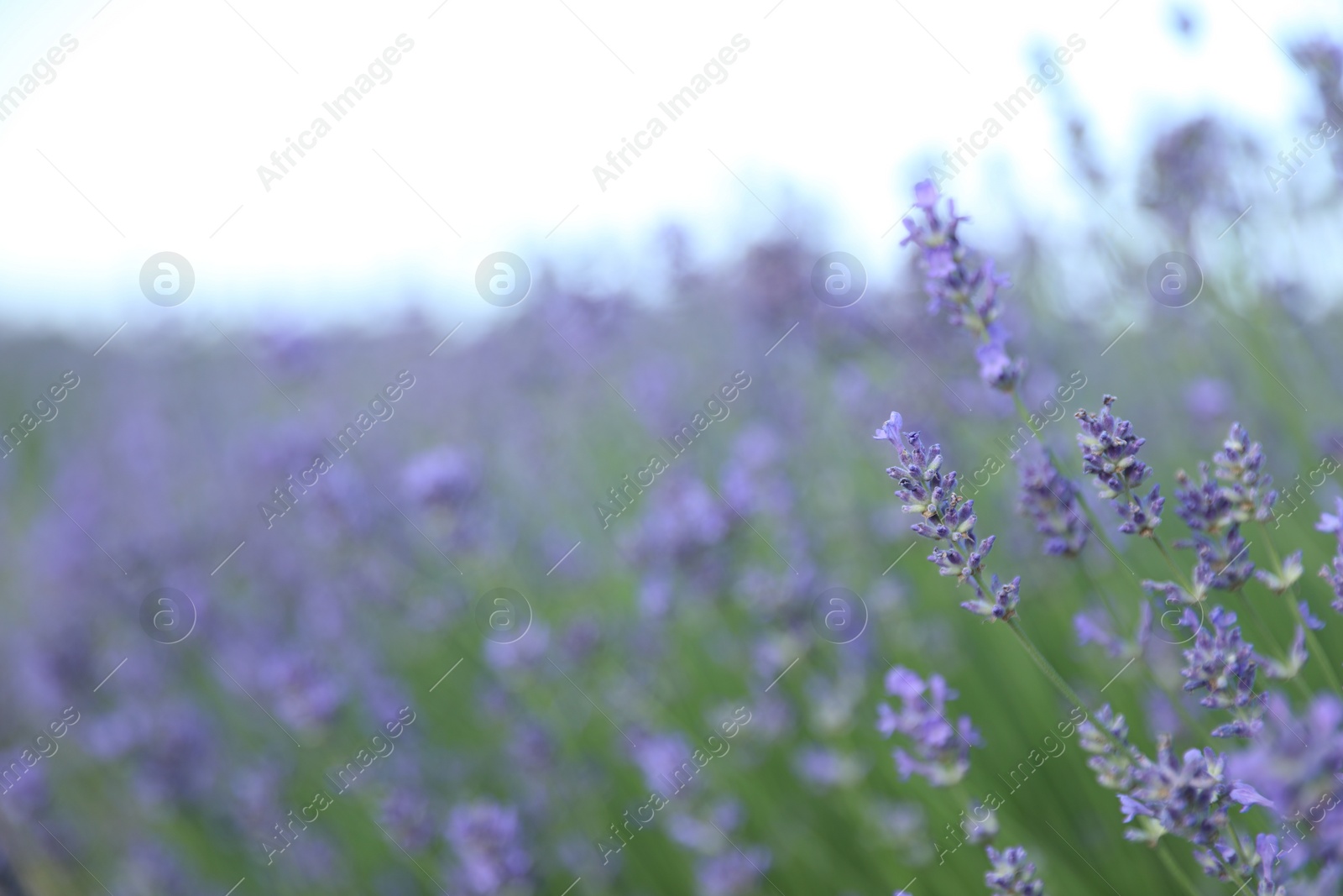 Photo of Beautiful blooming lavender field on summer day, closeup