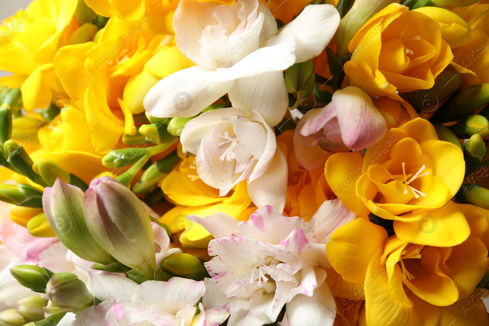 Photo of Beautiful colorful freesia bouquet as background, closeup