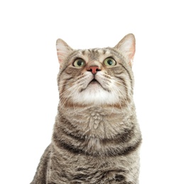 Photo of Cute cat on white background. Lovely pet