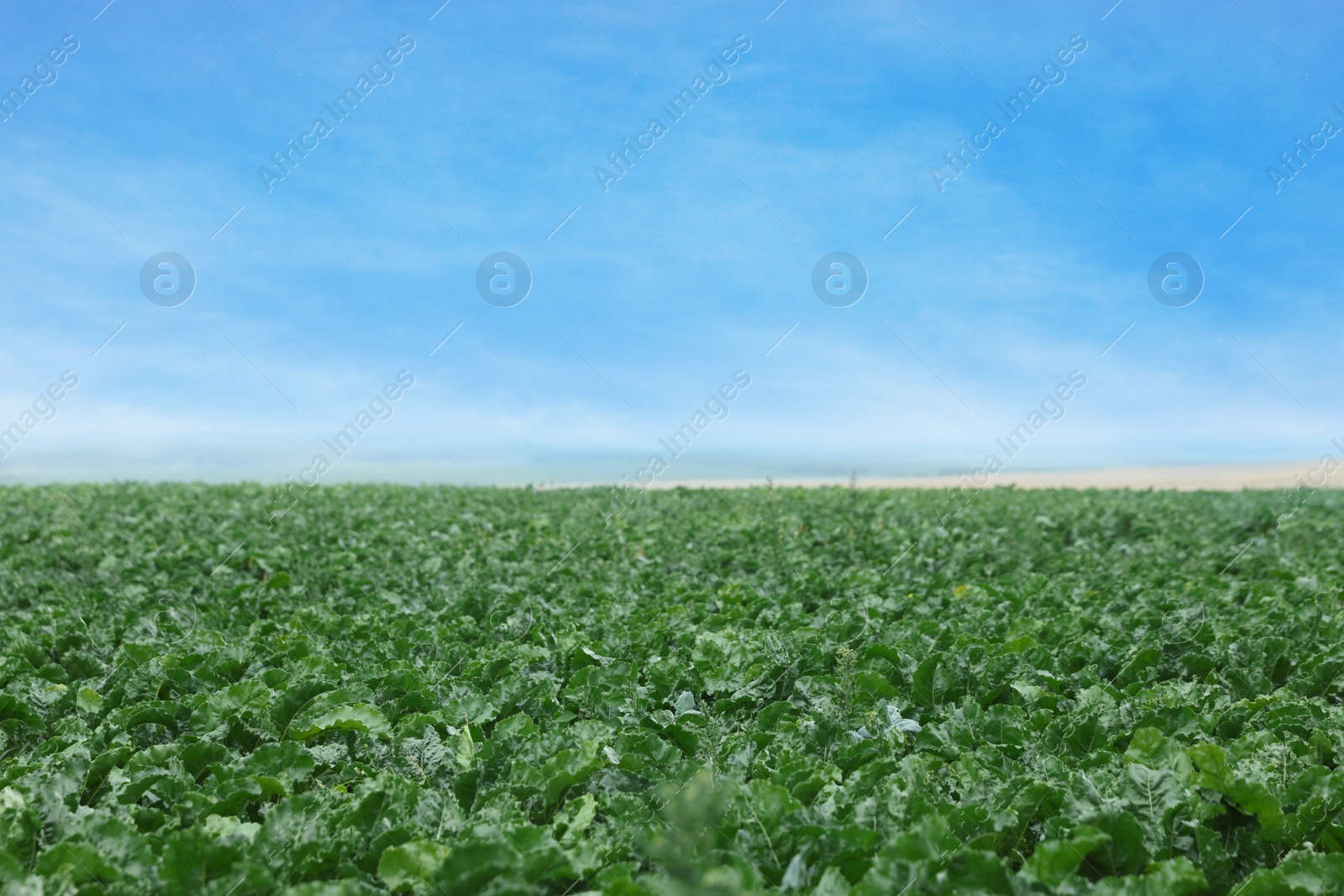 Photo of Beautiful view of beet plants growing in field