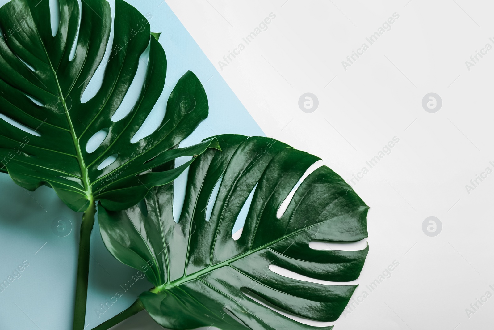 Photo of Beautiful monstera leaves on color background, flat lay with space for text. Tropical plant