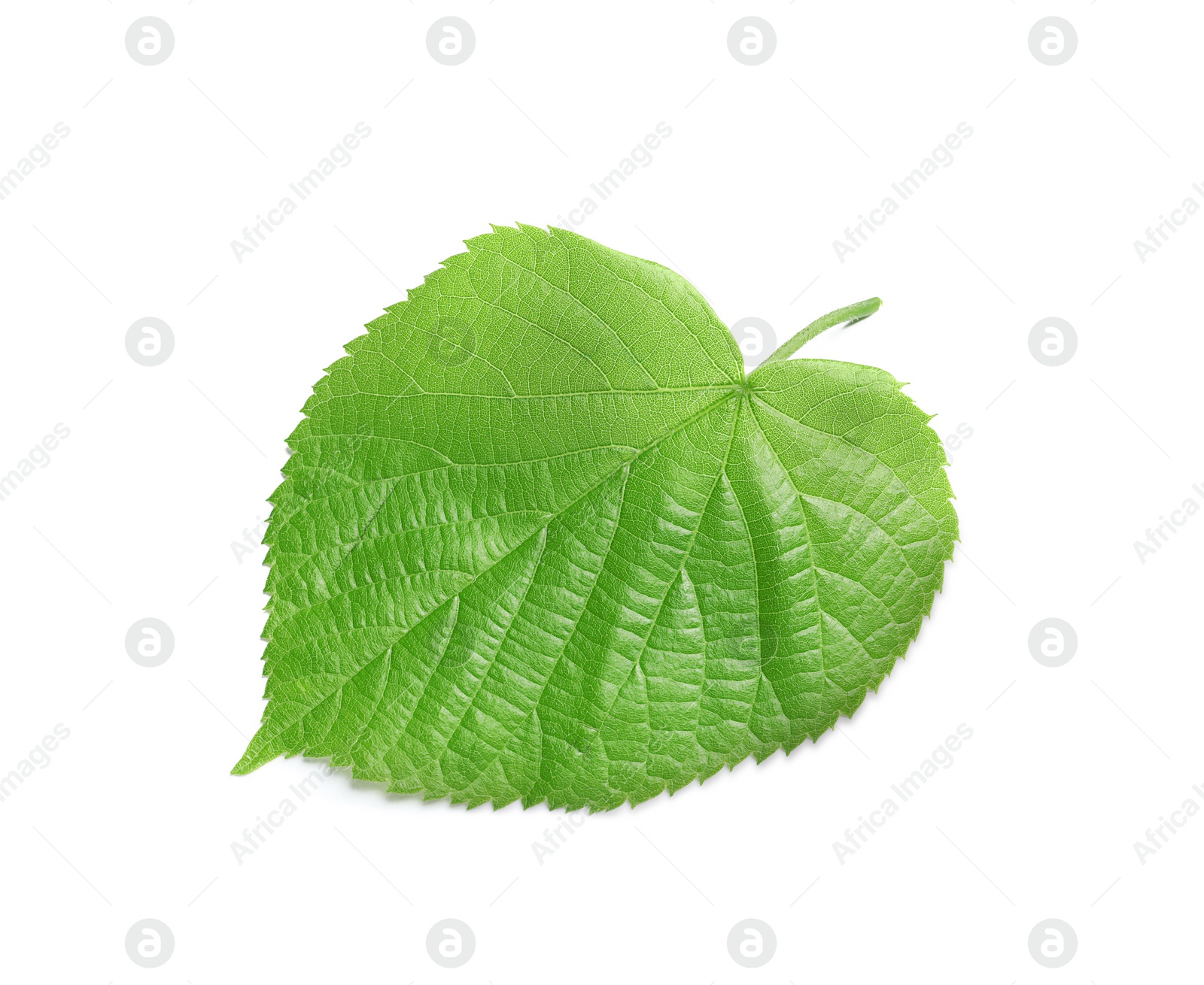 Photo of Beautiful spring green leaf on white background