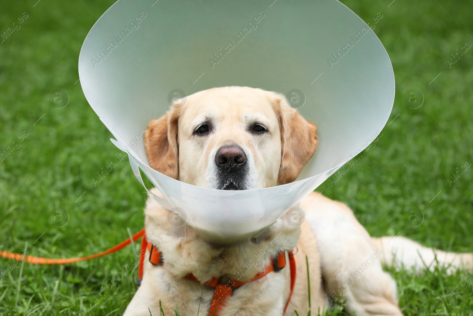 Photo of Adorable Labrador Retriever dog with Elizabethan collar lying on green grass outdoors