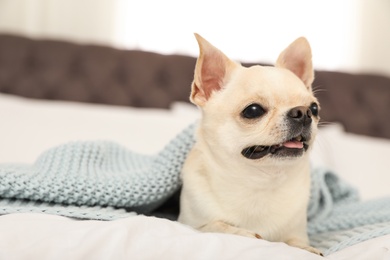 Photo of Adorable Toy Terrier under light blue knitted blanket on bed. Domestic dog