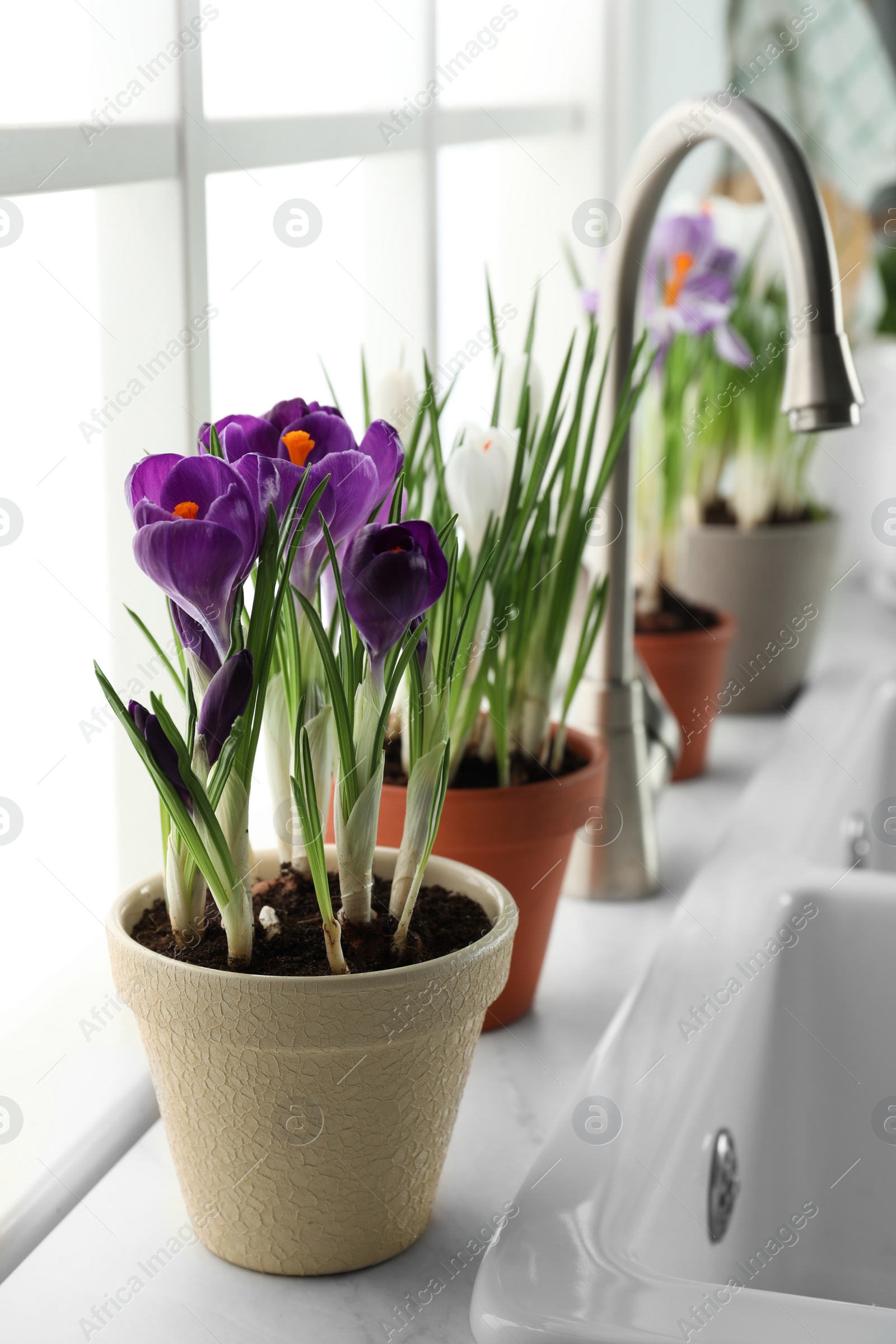 Photo of Beautiful crocuses in flowerpots near sink on window sill indoors