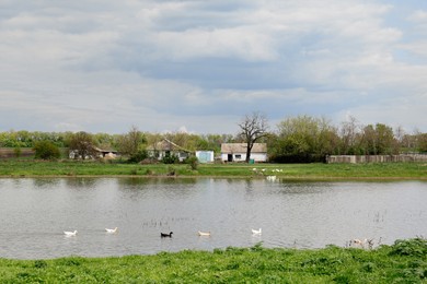 Photo of Ducks swimming in lake near village under sky with clouds