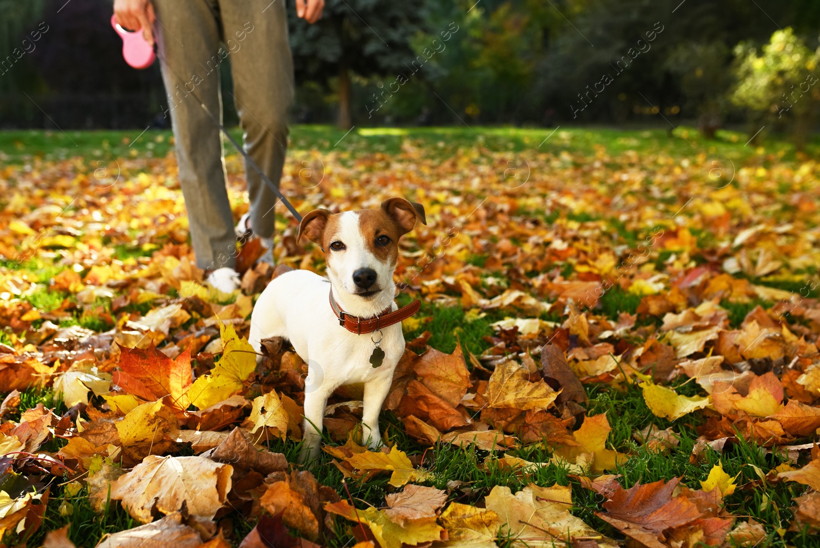 Photo of Man with adorable Jack Russell Terrier in autumn park, closeup. Dog walking