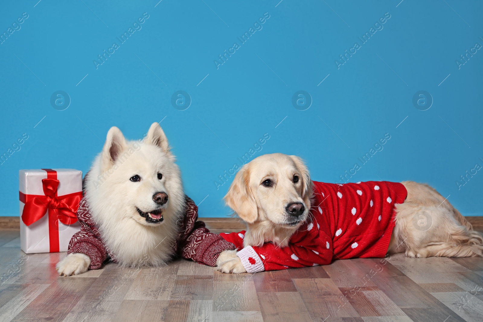 Photo of Cute dogs in warm sweaters and Christmas gift on floor near color wall
