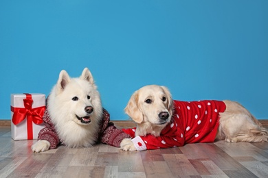 Photo of Cute dogs in warm sweaters and Christmas gift on floor near color wall