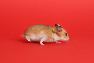 Cute little fluffy hamster on red background
