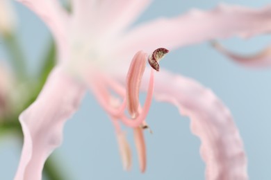 Beautiful pink Bowden flower on blurred background, macro view