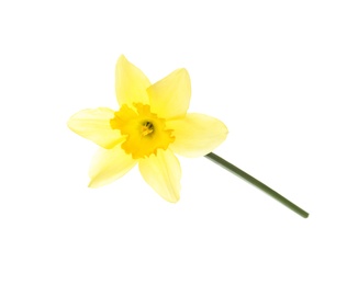 Beautiful daffodil on white background. Fresh spring flower