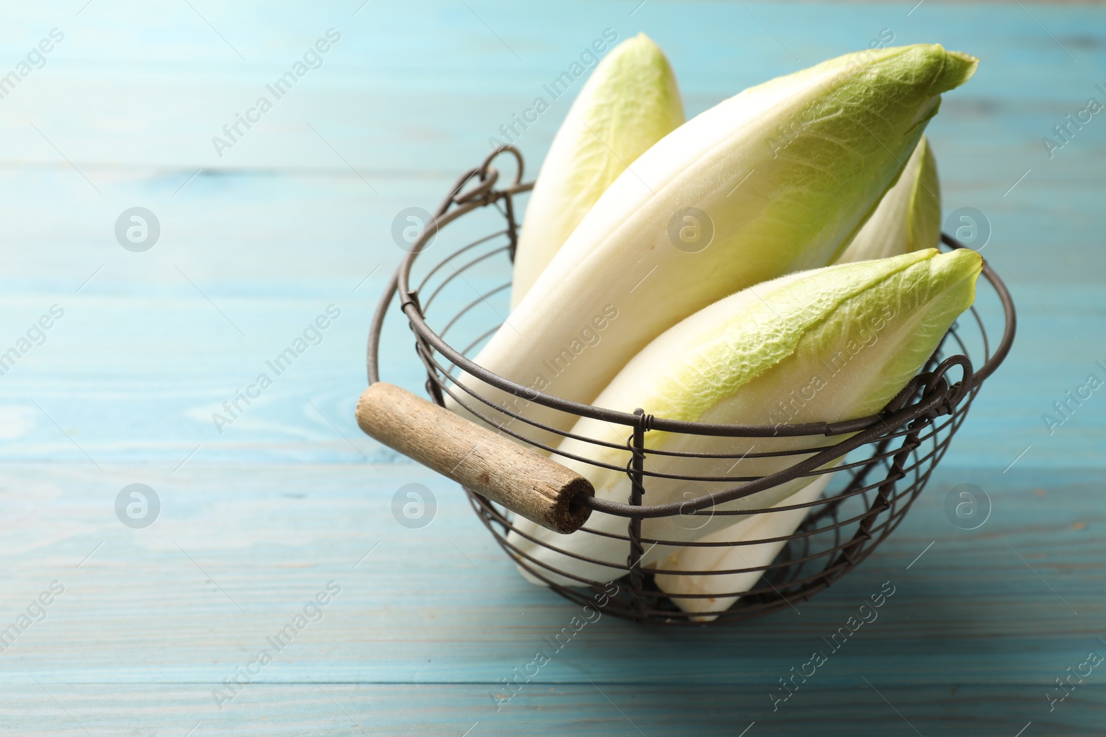 Photo of Fresh raw Belgian endives (chicory) in metal basket on light blue wooden table, space for text