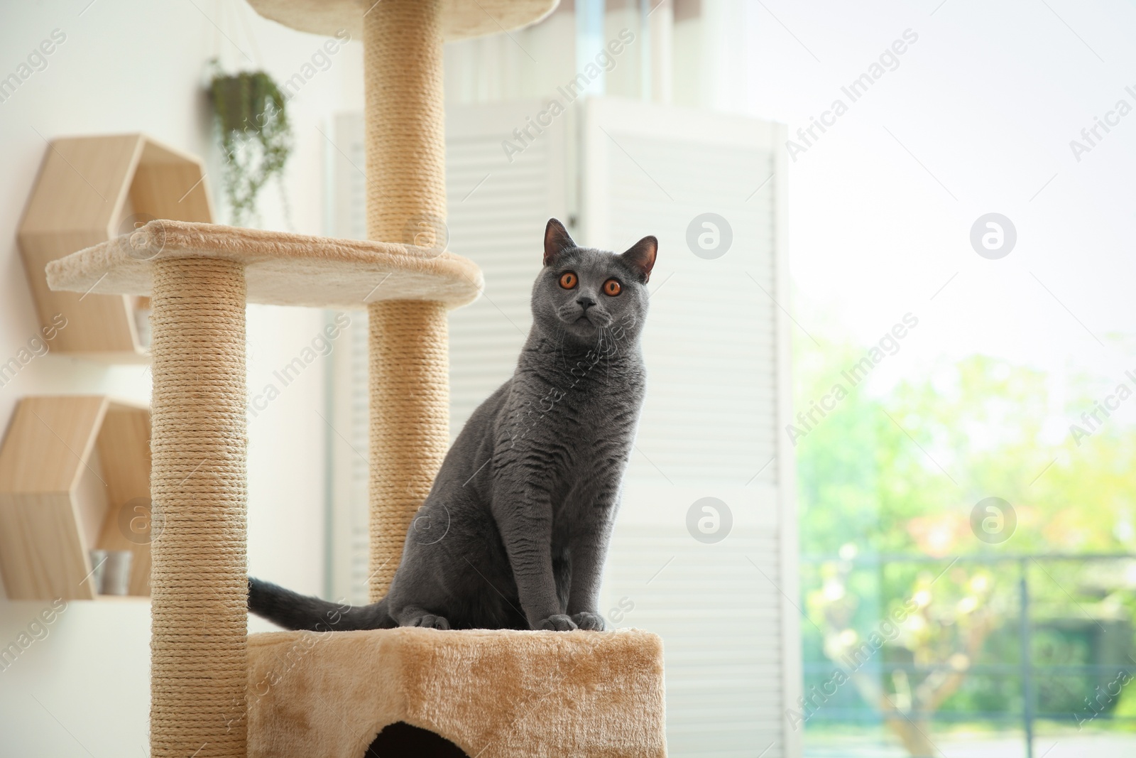 Photo of Cute pet on cat tree at home