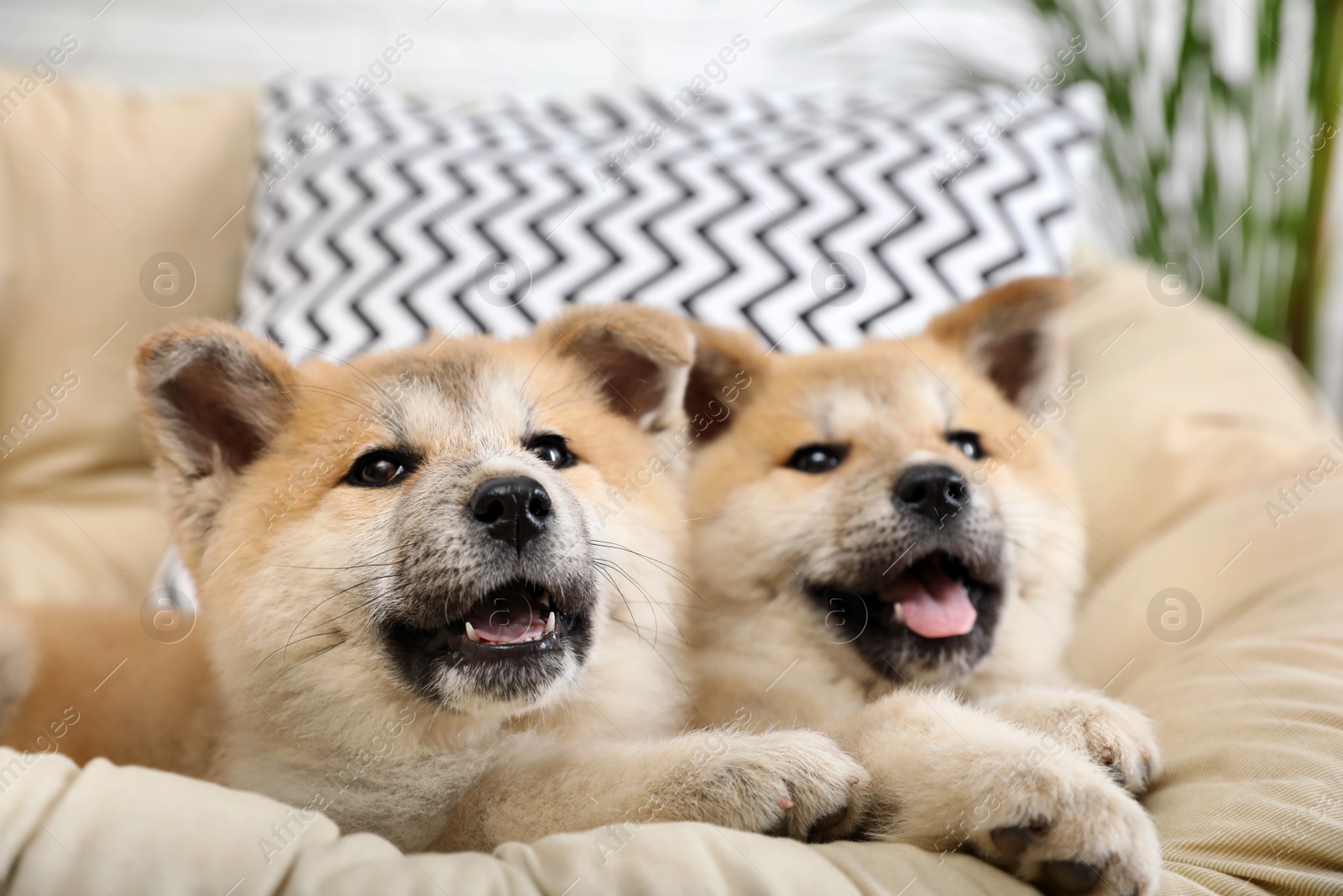 Photo of Adorable Akita Inu puppies in armchair at home