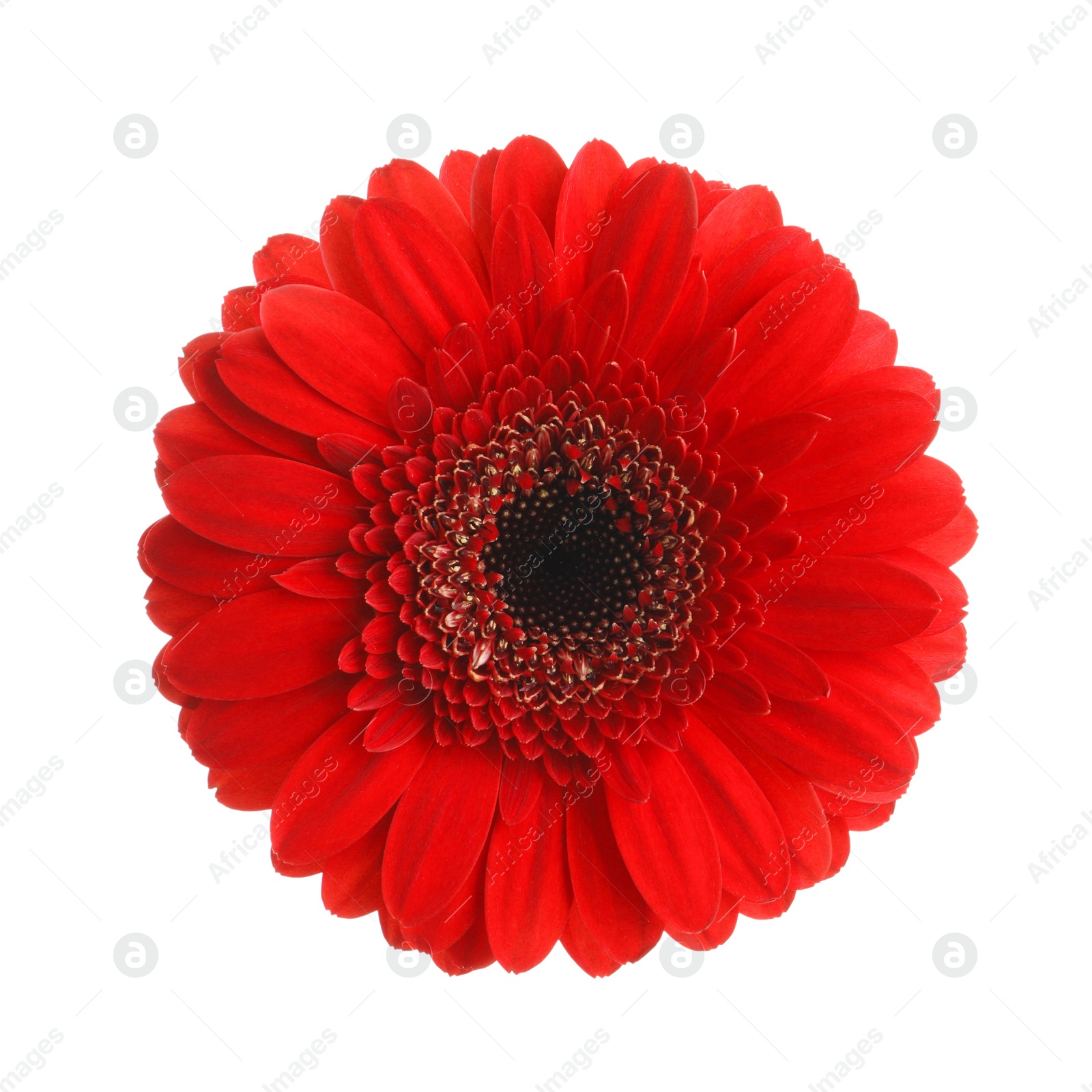 Image of Beautiful red gerbera flower on white background