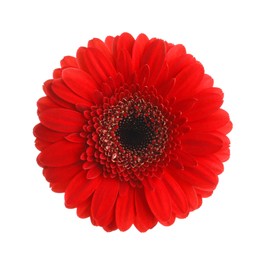 Image of Beautiful red gerbera flower on white background