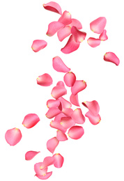 Image of Falling fresh pink rose petals on white background