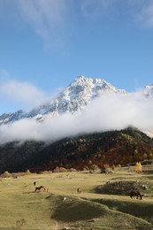 Picturesque view of high mountains with forest and horses grazing on meadow