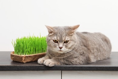 Photo of Cute cat and fresh green grass on wooden desk near white wall indoors