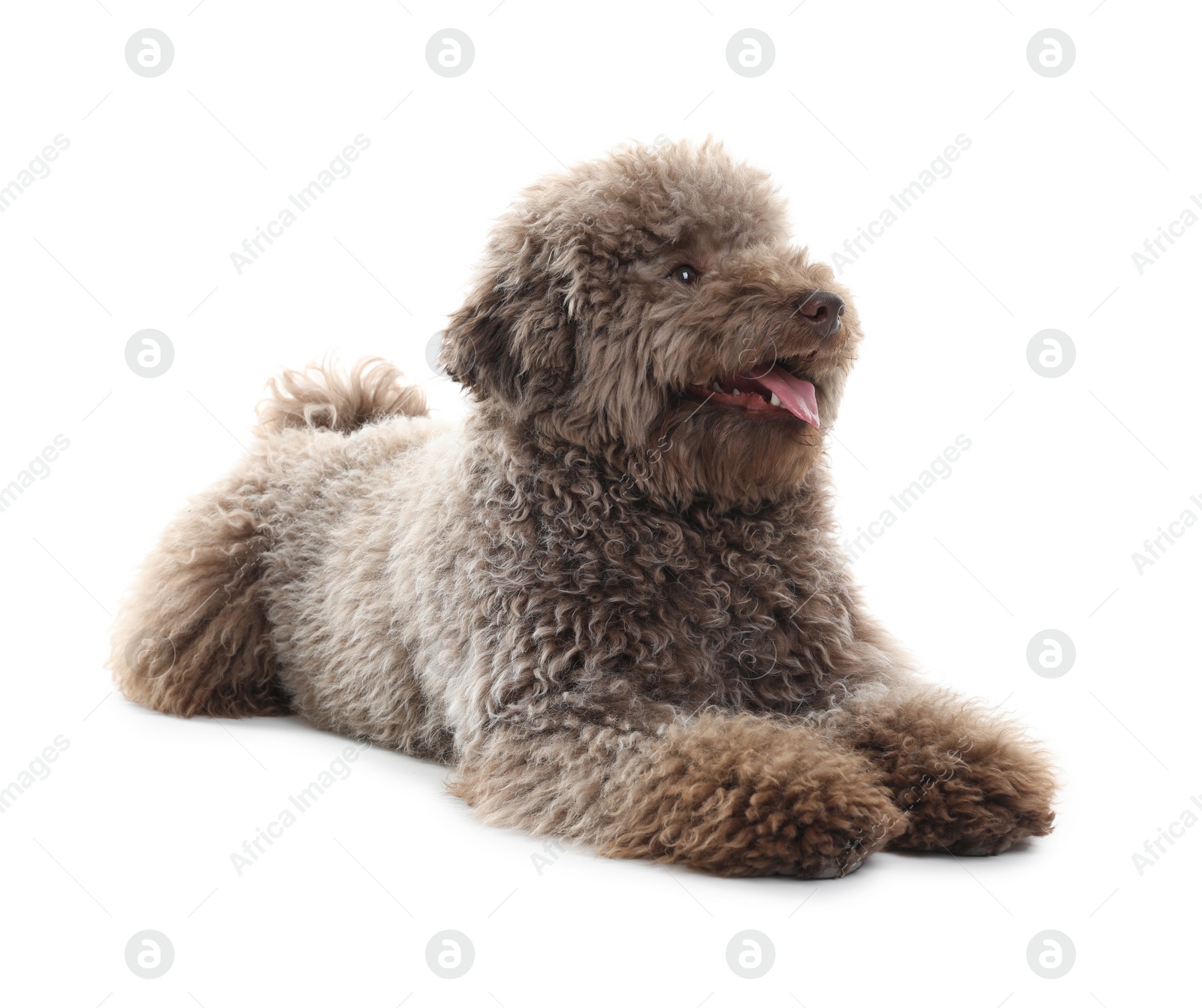 Photo of Cute Toy Poodle dog on white background