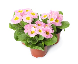 Beautiful primula (primrose) plants with pink flowers on white background. Spring blossom