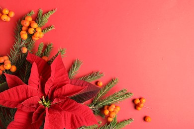 Flat lay composition with poinsettia (traditional Christmas flower), rowan berries and fir branches on red background. Space for text
