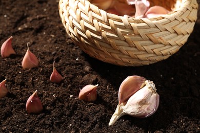 Photo of Garlic cloves and wicker bowl on fertile soil, closeup. Vegetable planting
