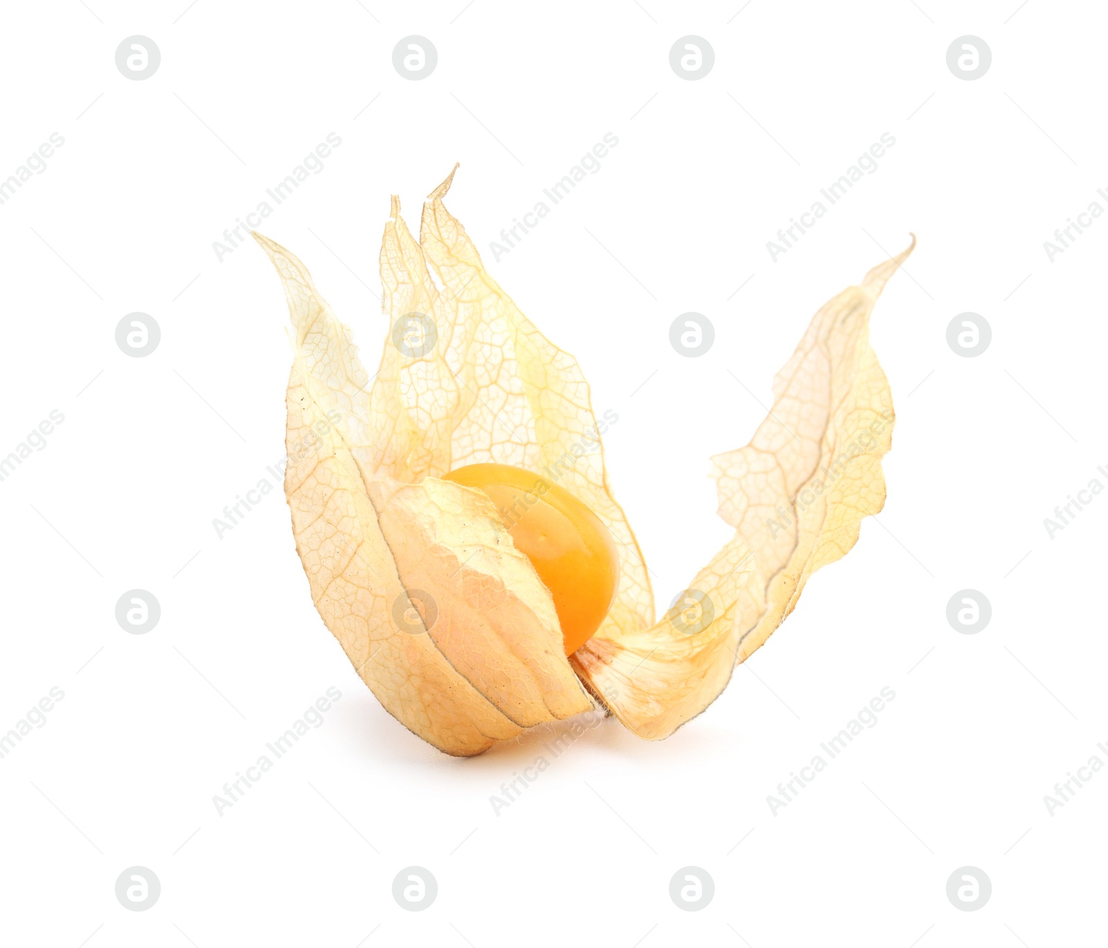 Photo of Ripe physalis fruit with calyx isolated on white