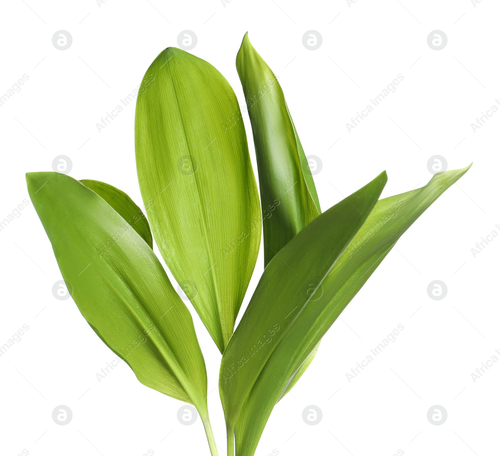 Photo of Beautiful lily of the valley leaves on white background