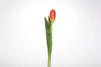 One red tulip on white background, top view