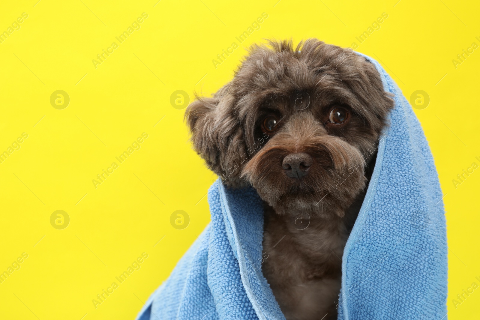Photo of Cute Maltipoo dog wrapped in towel on yellow background, space for text. Lovely pet