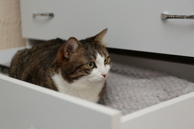 Photo of Cute cat in drawer at home. Lovely pet